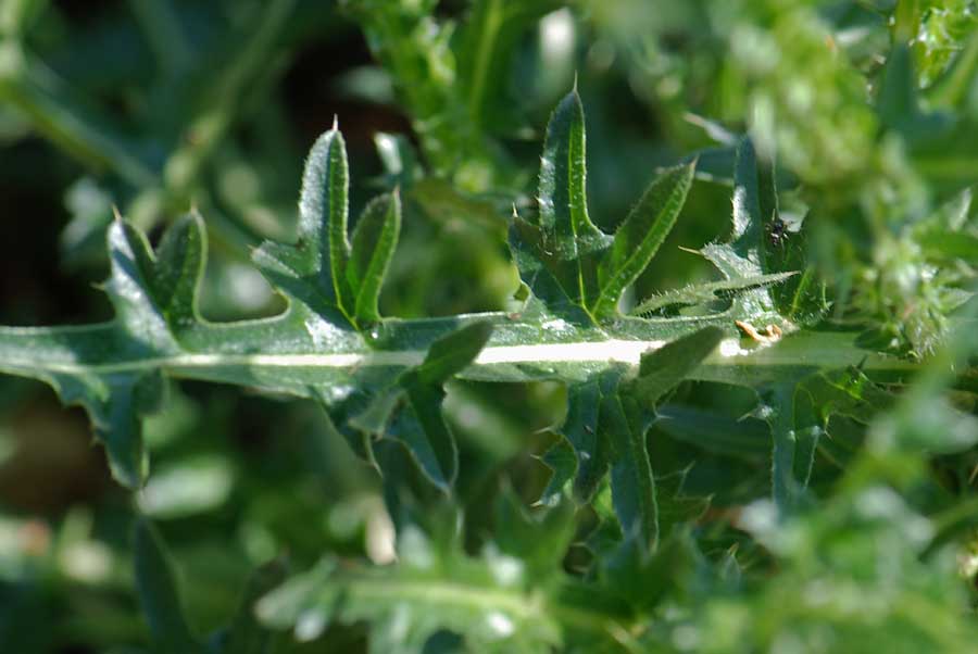 Carduus nutans / Cardo rosso
